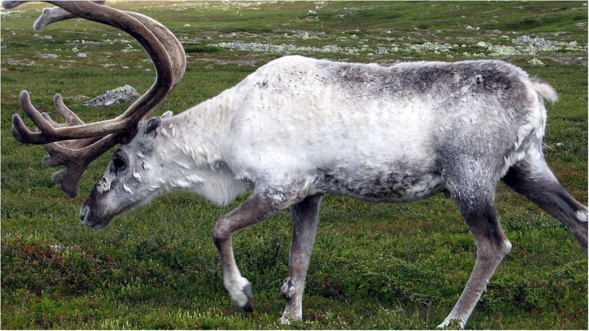 Туристка випадково натрапила на рідкісного оленя-альбіноса: фотофакт