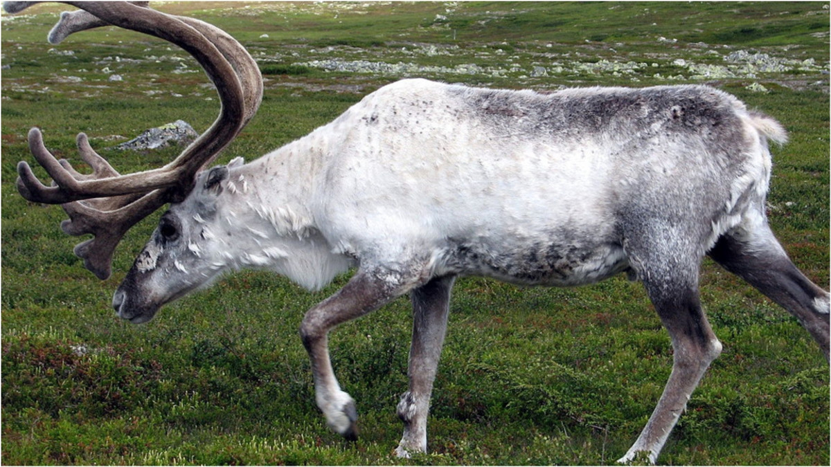 У Швеції зняли рідкісного оленя-альбіноса - фото 1