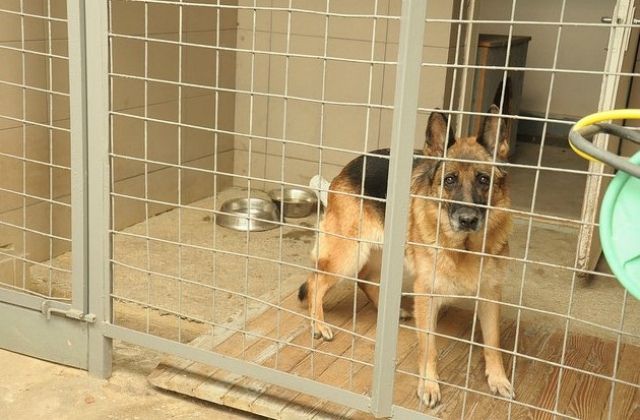 Закарпатські митники тримали хабарі у вольєрі для собак