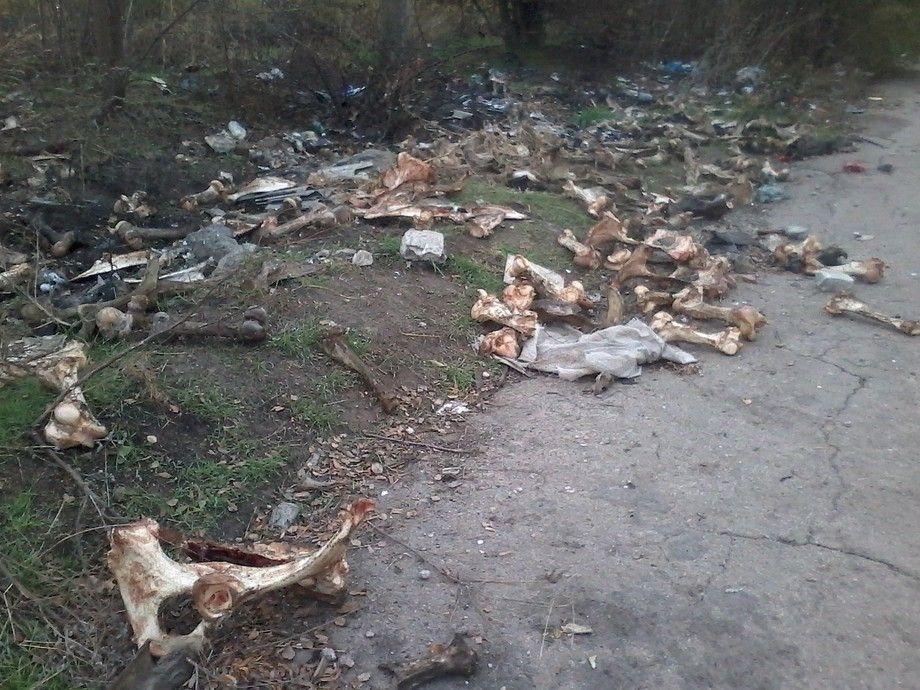 У Запоріжжі виявили звалище трупів тварин