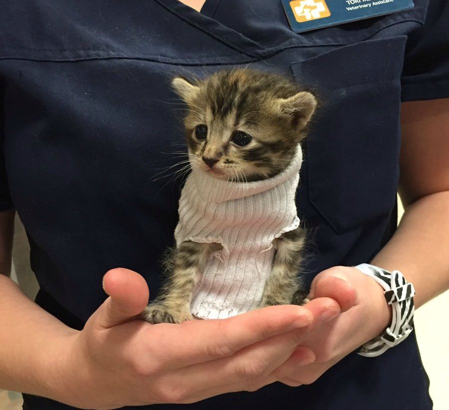 У США врятоване кошеня одягли у светр із шкарпетки