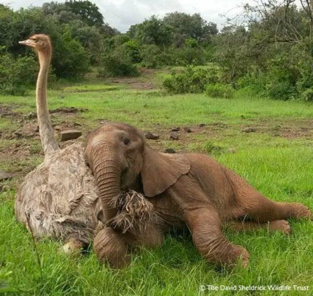 Мережу розчулив страус, який вважає себе слоном: кумедні фото