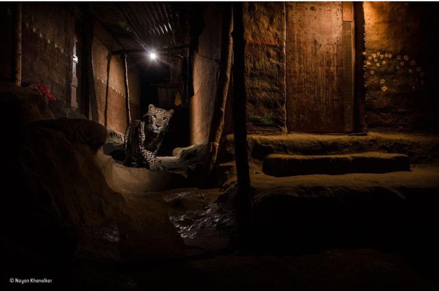 У мережі показали найкращі фото дикої природи 2016-го - фото 112973