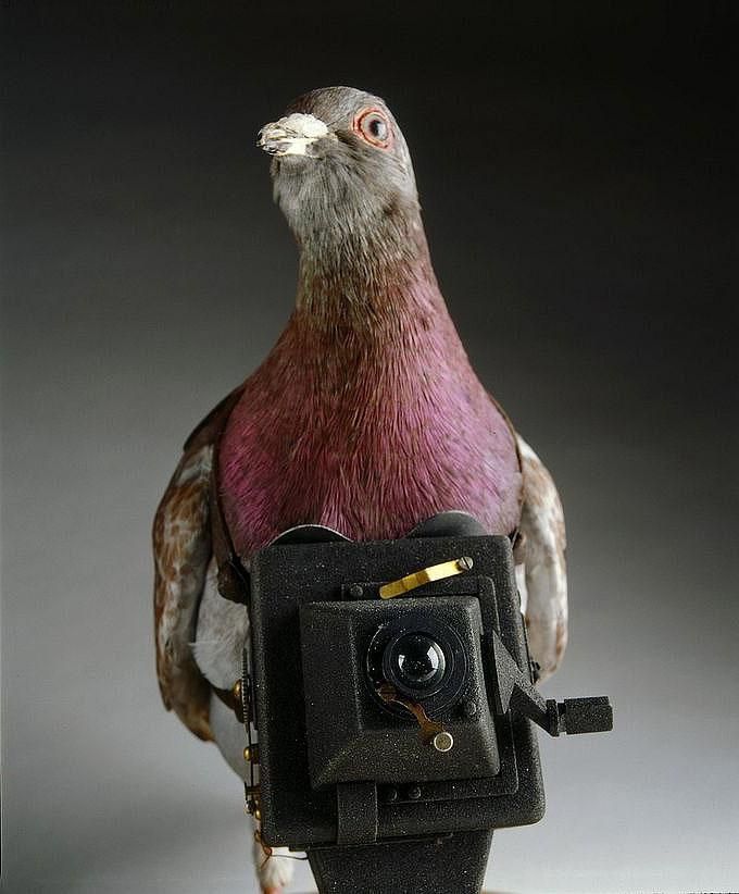 В Індії перехопили голуба-шпигуна