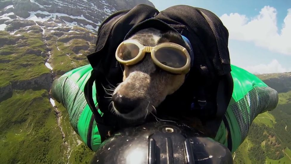 Собаки-парашутисти будуть боротися з браконьєрами