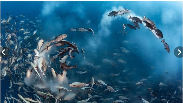 У мережі показали найкращі фото дикої природи 2016-го - фото 112969