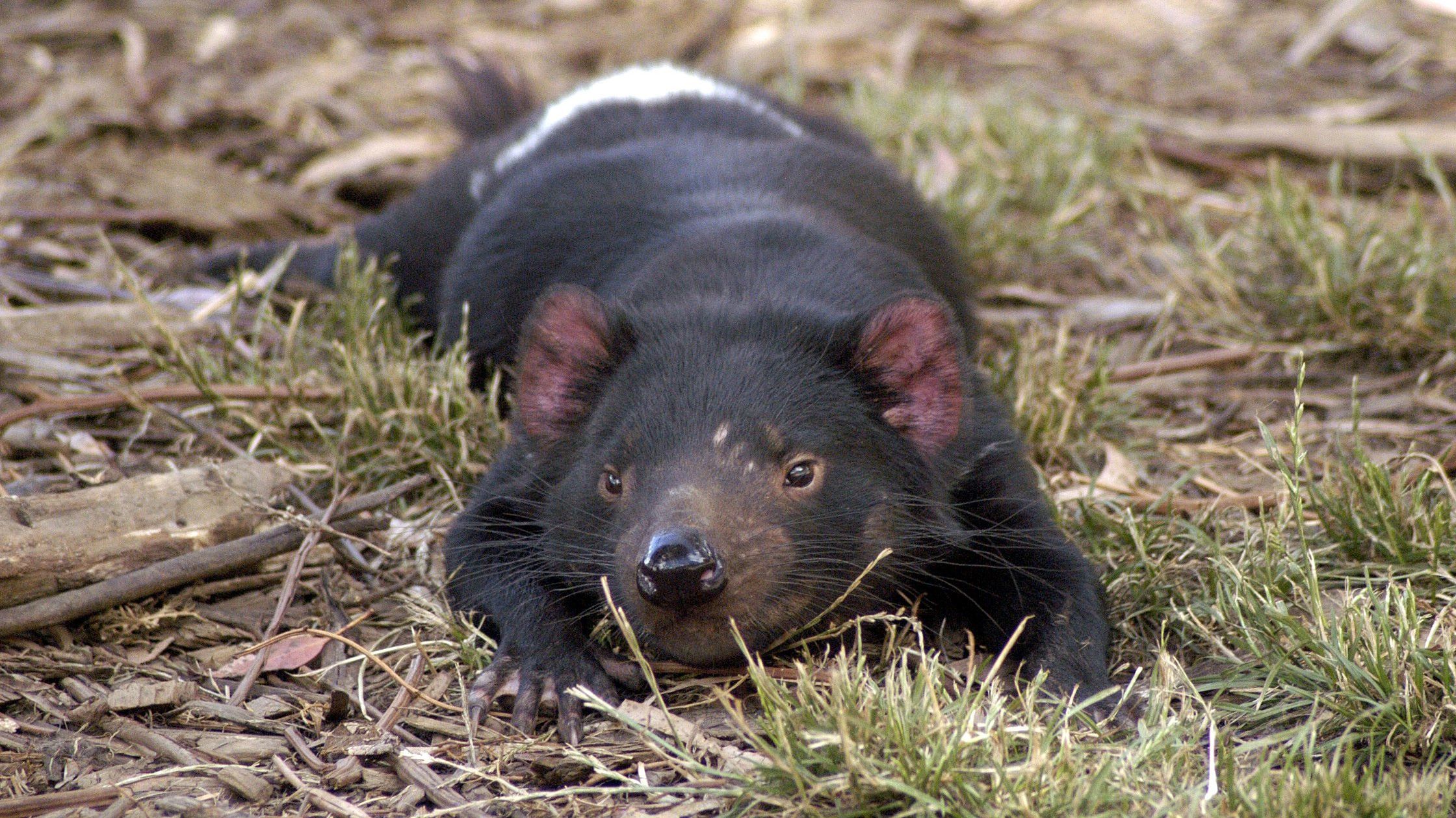 Молоко диявола вбиває бактерії