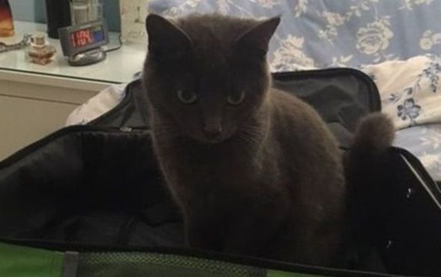 Кішка проїхала 72 км на даху фургона і вижила