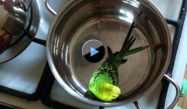 Папуга - фото 1