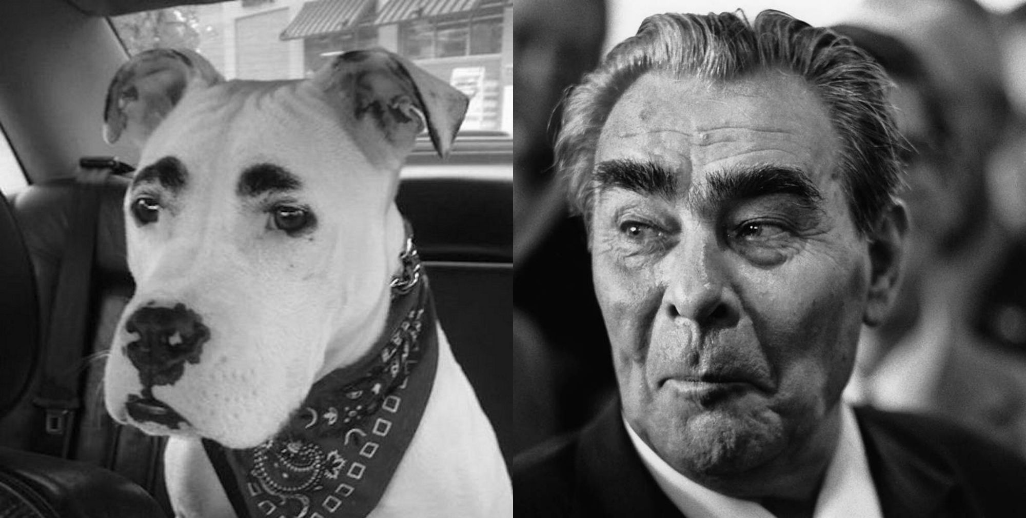 Пес з пишними бровами підкорив YouTube