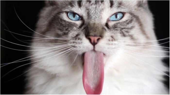 Торін - фото 1