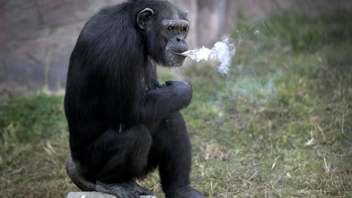 Шимпанзе Азалія - фото 1