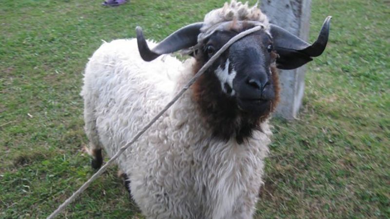 Вівці лікують від депресії - фото 1