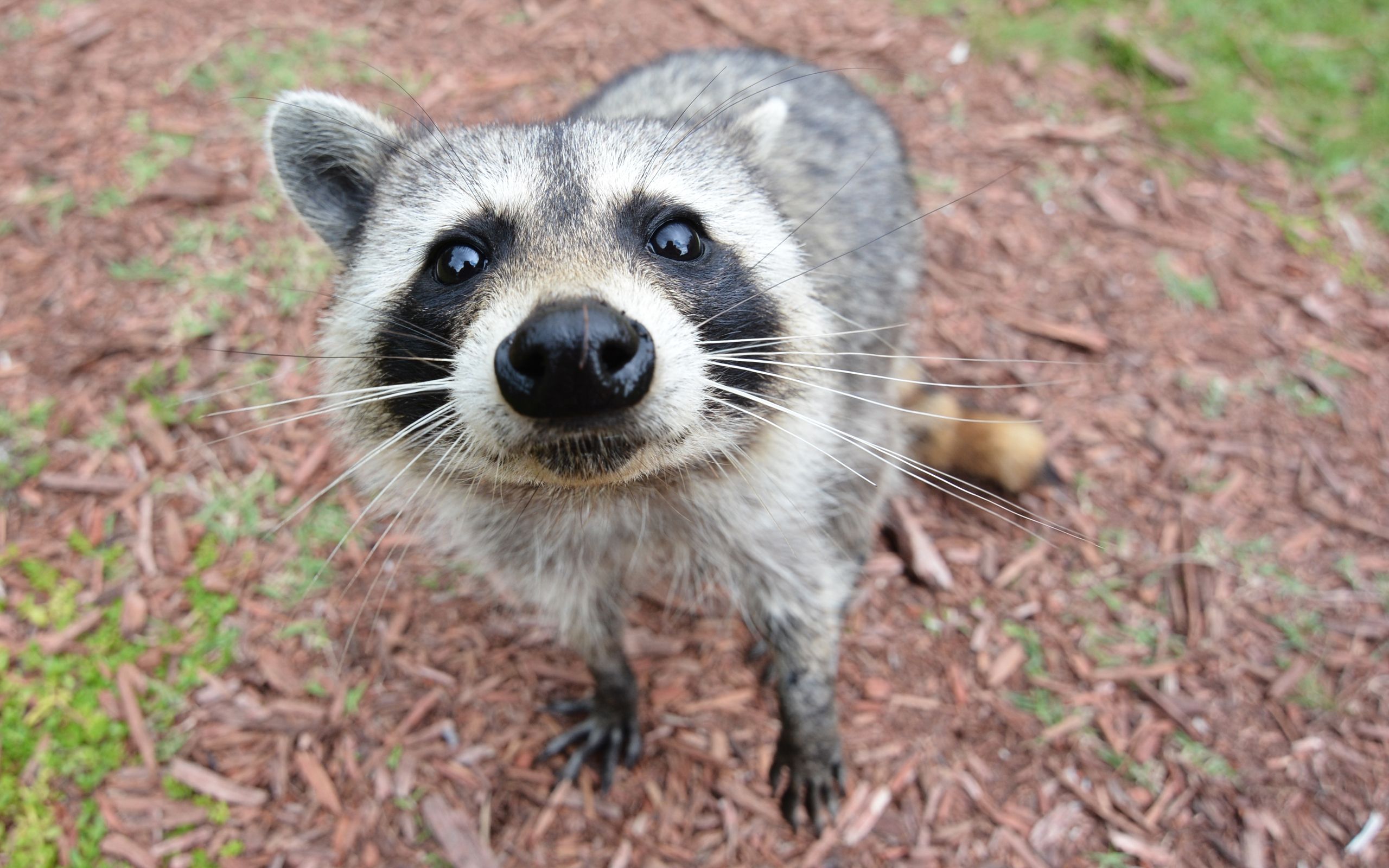 Єнот, який вкрав iPhone став зіркою мережі: відео