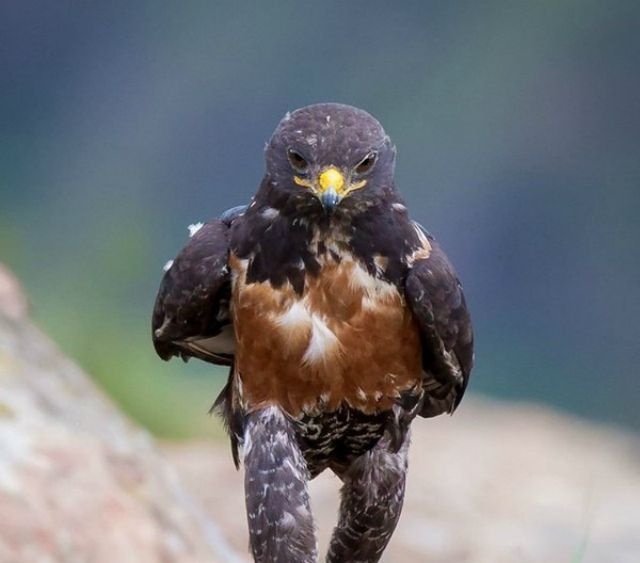 Меми з хижим птахом підкорили мережу своєю суворістю