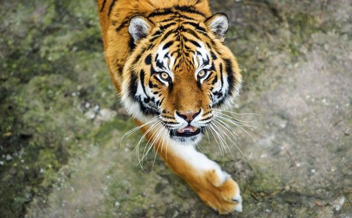 Вулицями одного із російських міст бігає тигр