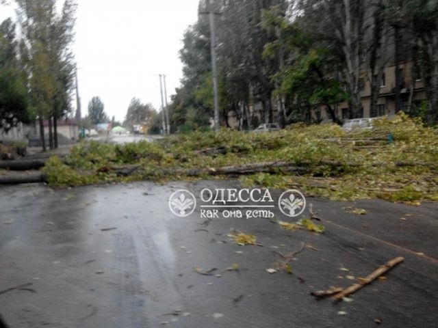 Моторошний шторм в Одесі: вітер повалив дерева і будівельні крани - фото 109822