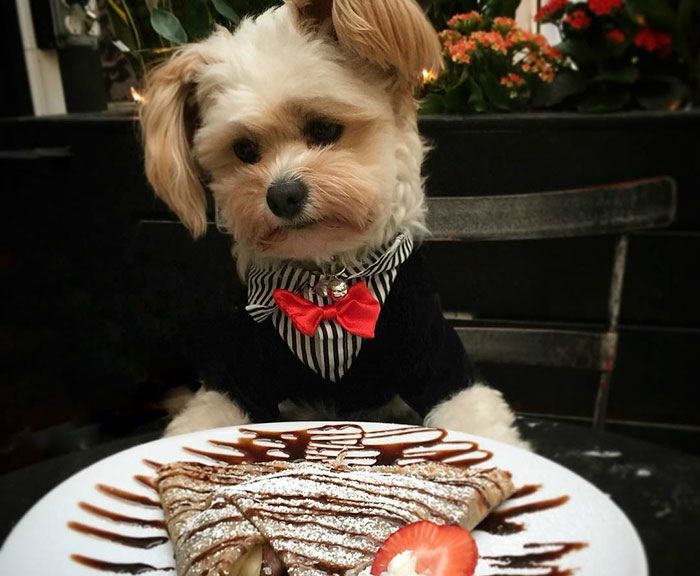 Бездомний пес підкорив Instagram і тепер їсть у найкращих закладах