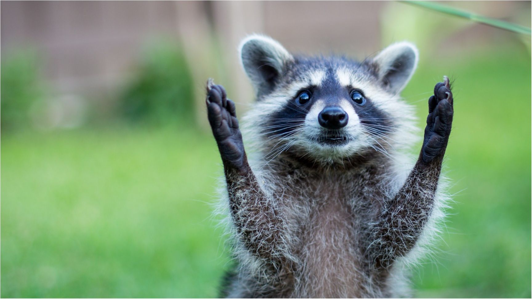 Сімейство єнотів зворушило мережу: кумедне відео