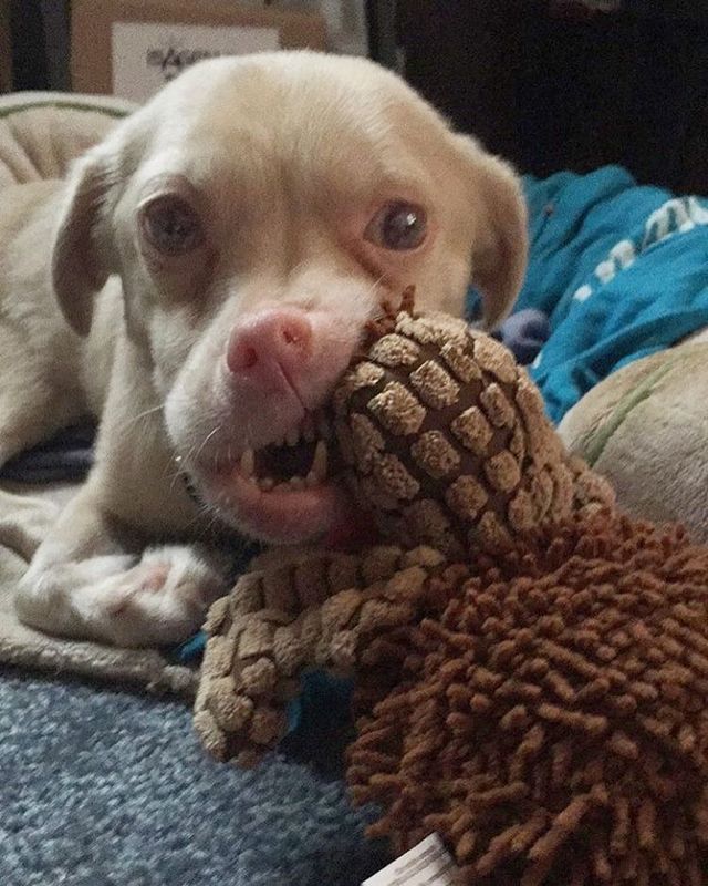 Хворий на рідкісний недуг пес став зіркою Instagram- фото 114723