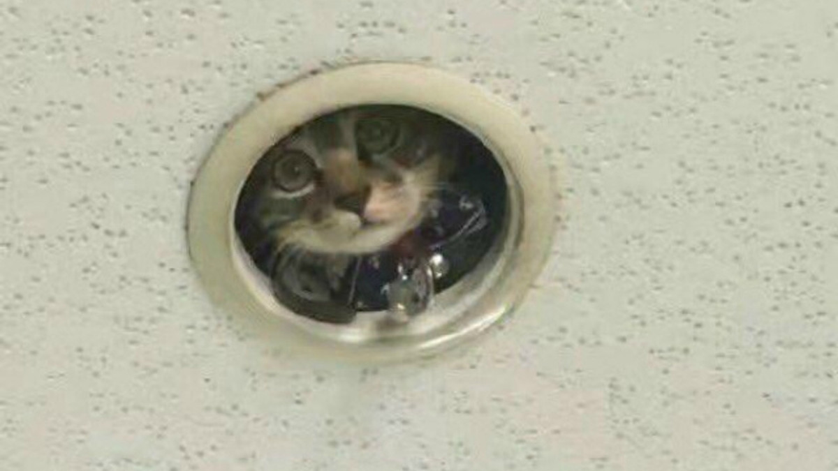 Кіт-"шпигун" слідкував за офісом через стелю - фото 1