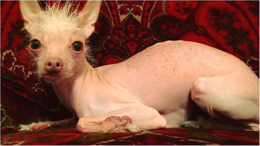 Дивна собачка розсмішила мережу своєю наполегливістю: кумедне відео