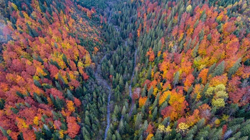 Карпати восени - фото 1