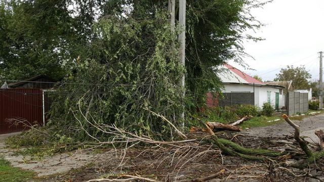 Обірвані дроти та повалені дерева: Наслідки негоди у Дніпрі - фото 109063