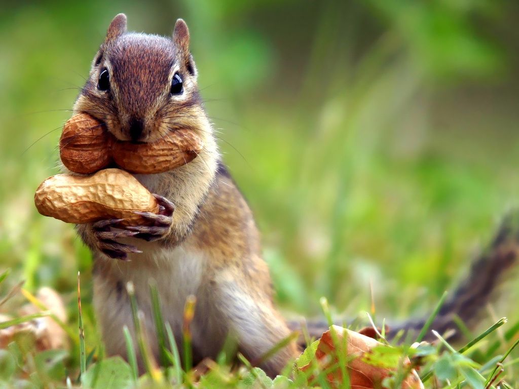 Учені винайшли засіб від алергії на арахіс