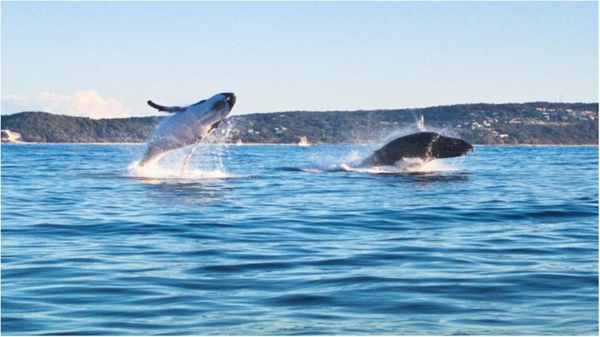 Як кит-малюк врятував свою маму: зворушливе відео