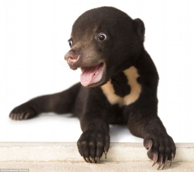 Айра - фото 110833