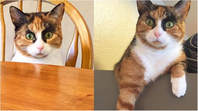 Кішка Лілі - фото 1