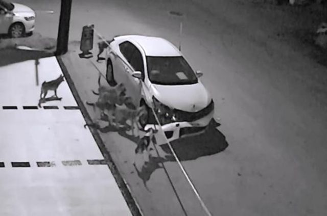 Припарковане авто на шматки розібрали собаки