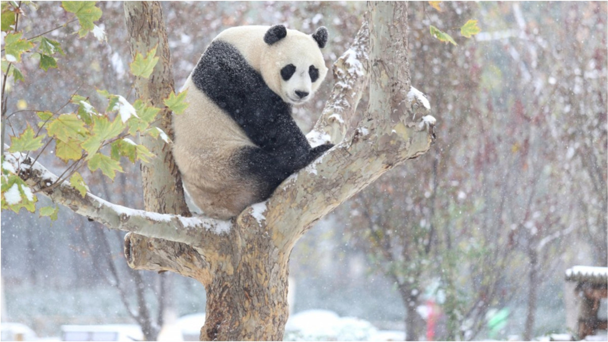 Панда в Китаї вперше в своєму житті побачила сніг - фото 1