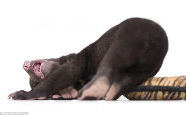 Айра - фото 110834