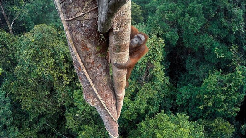 Музей Лондона показав найкращі фото дикої природи