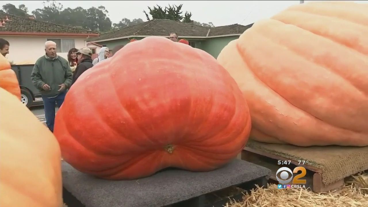 Американка виростила майже 900-кілограмовий гарбуз