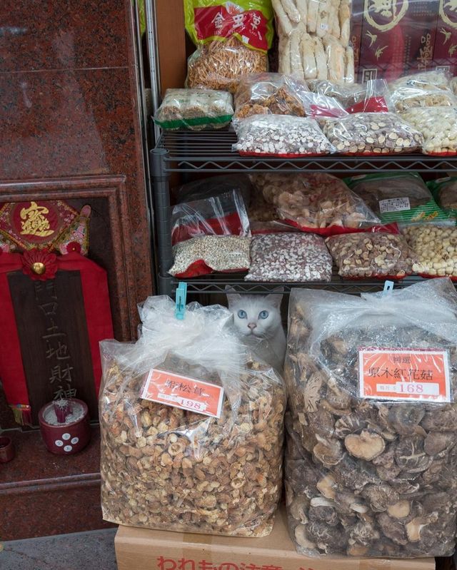 Голландець показав таємне життя котів у крамницях - фото 112668