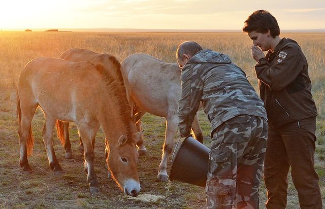 Путін годує коня Пржевальського - фото 107777