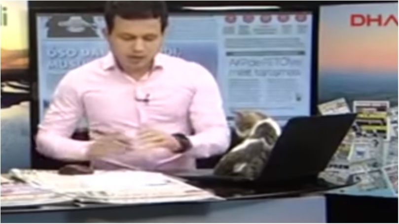 Кошеня стало зіркою турецького ТБ - фото 1