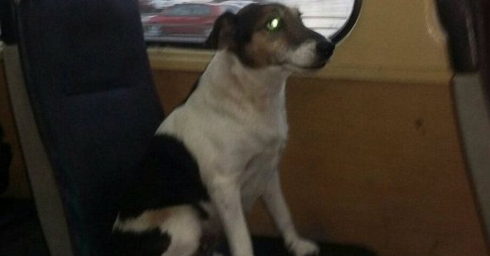 Одеський пес без квитка став хітом Мережі