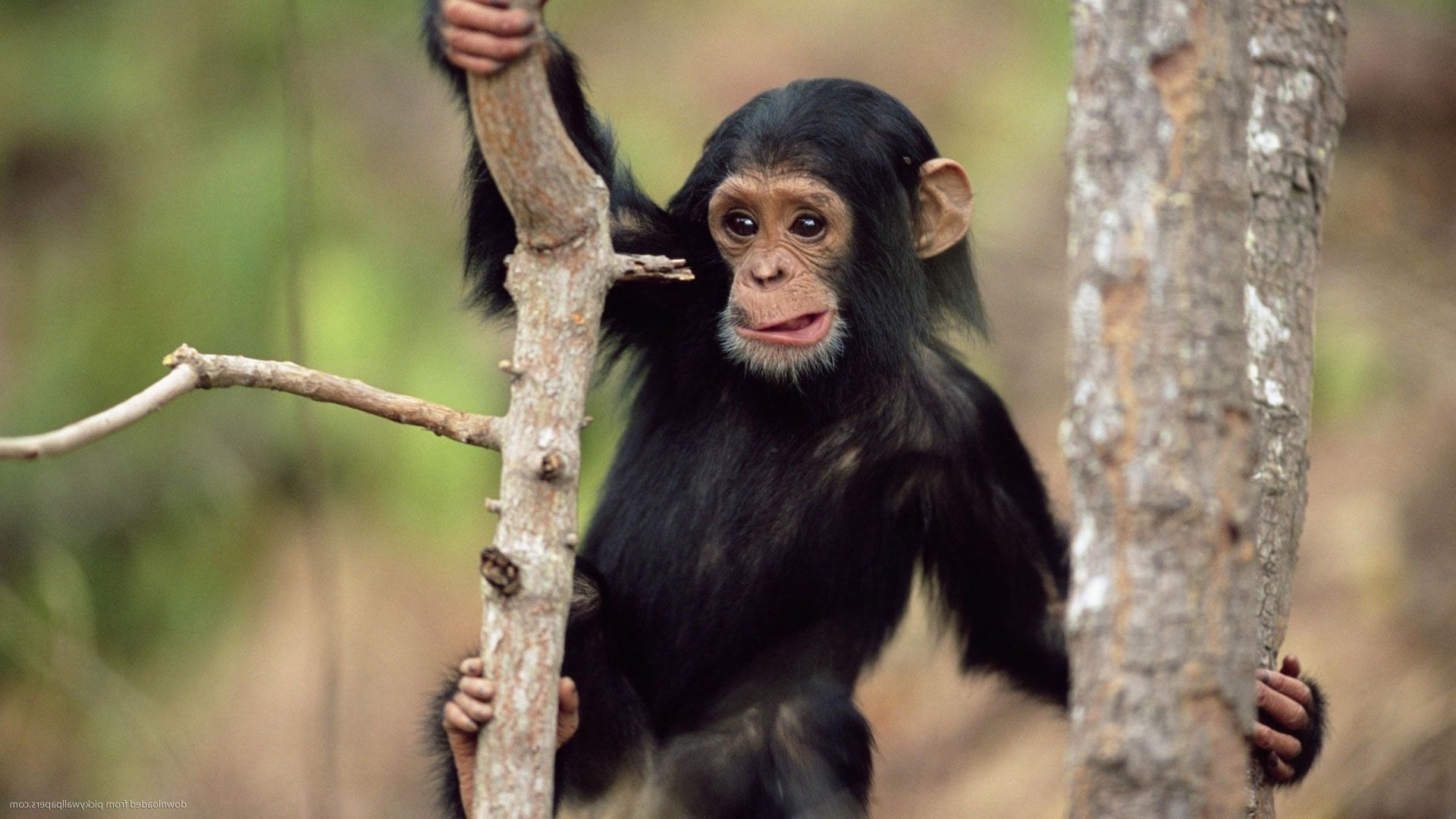 Шимпанзе здатні навчати