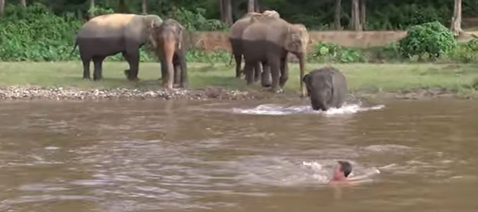 Мережу зворушило відео порятунку слоненятком чоловіка, який тоне