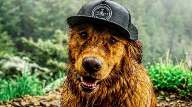 Пес-мандрівник став справжньою зіркою Instagram