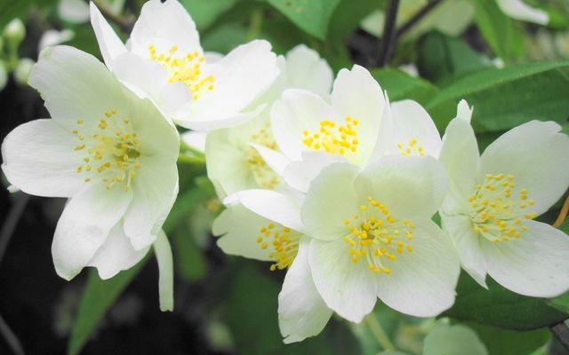 Жасмин - фото 114470