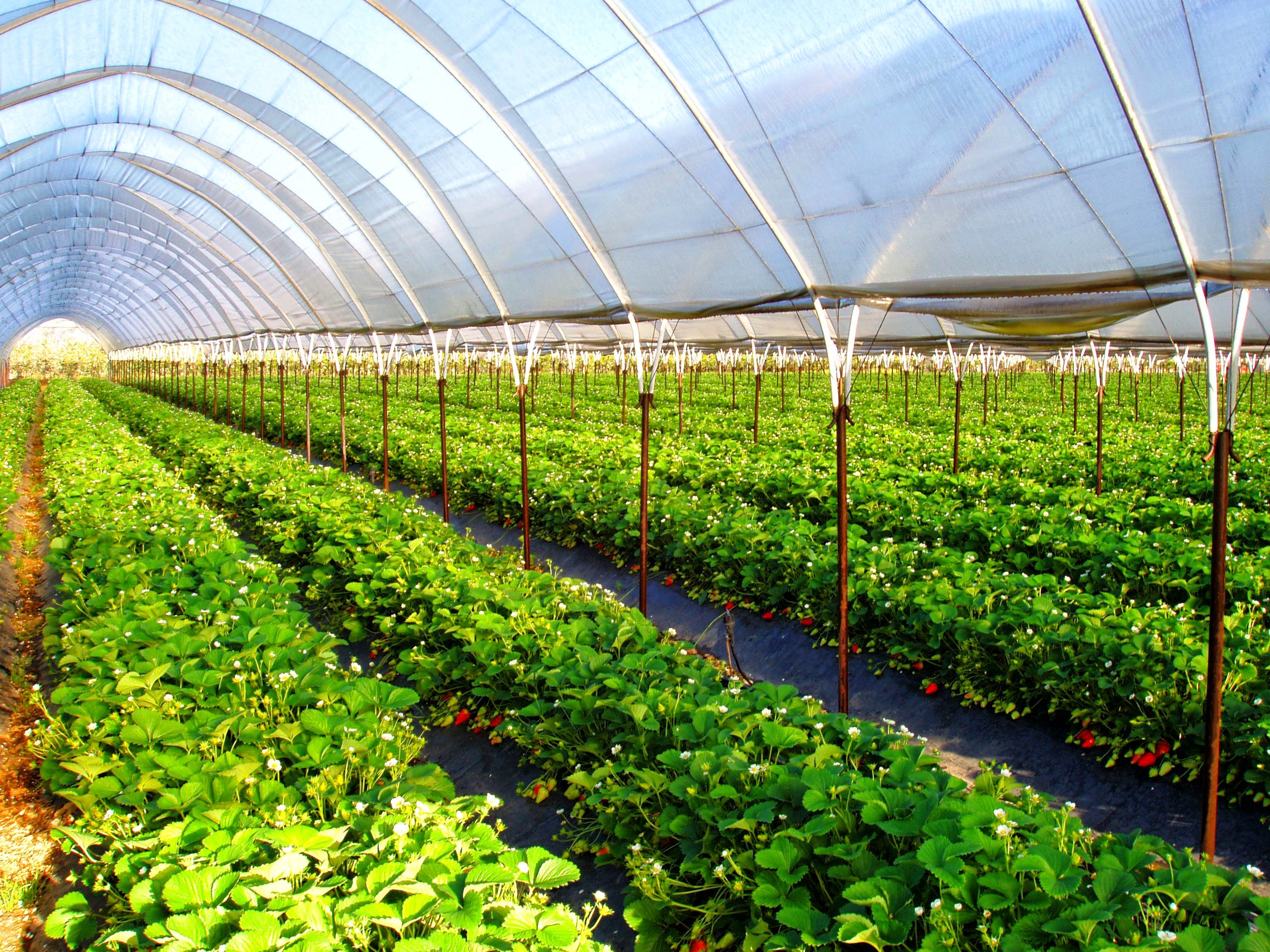 Українець створив прототип "розумної" теплиці