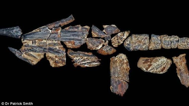 В Австралії знайшли доісторичного морського хижака - фото 111201