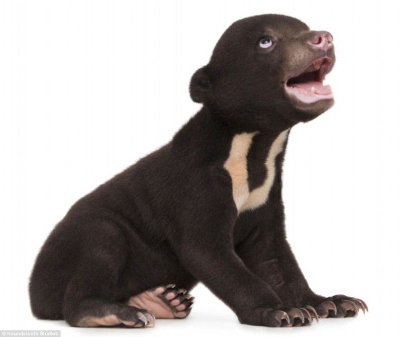 Ведмежа-фотомодель стало зіркою мережі