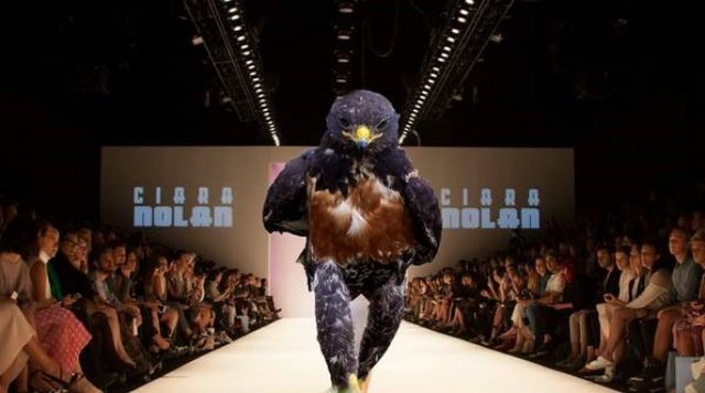 Меми з хижим птахом підкорили мережу своєю суворістю - фото 107473