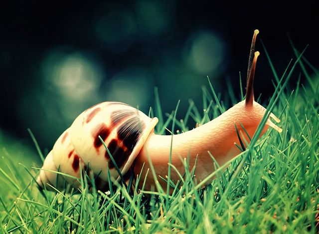 Незвичайні рецепти від застуди зі всього світу - фото 113384